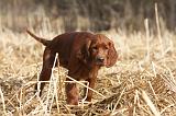 SETTER IRLANDAIS 509